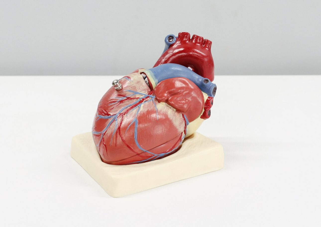 Modell av ett hjärta