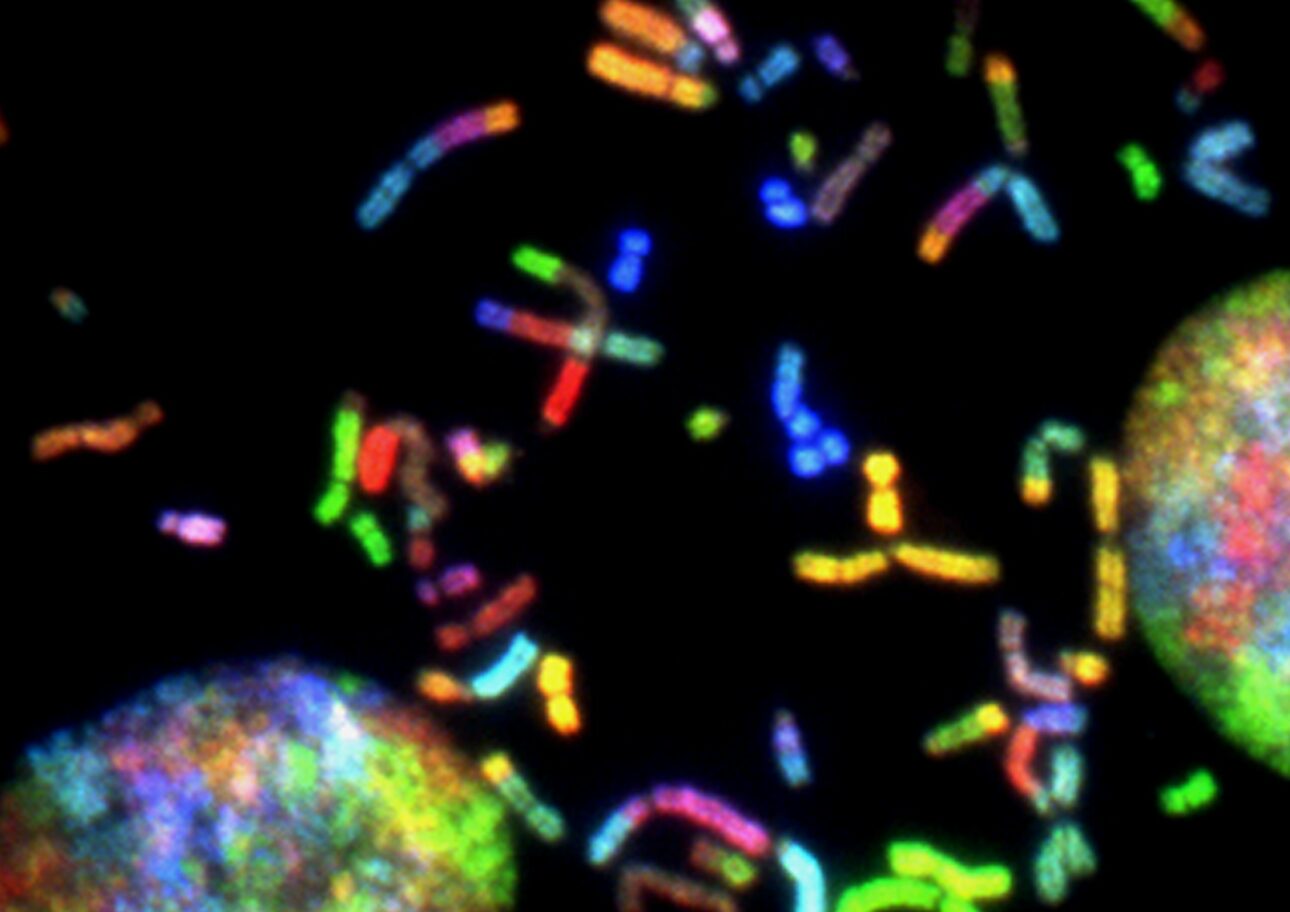 Kromosomer i ett mikroskåp