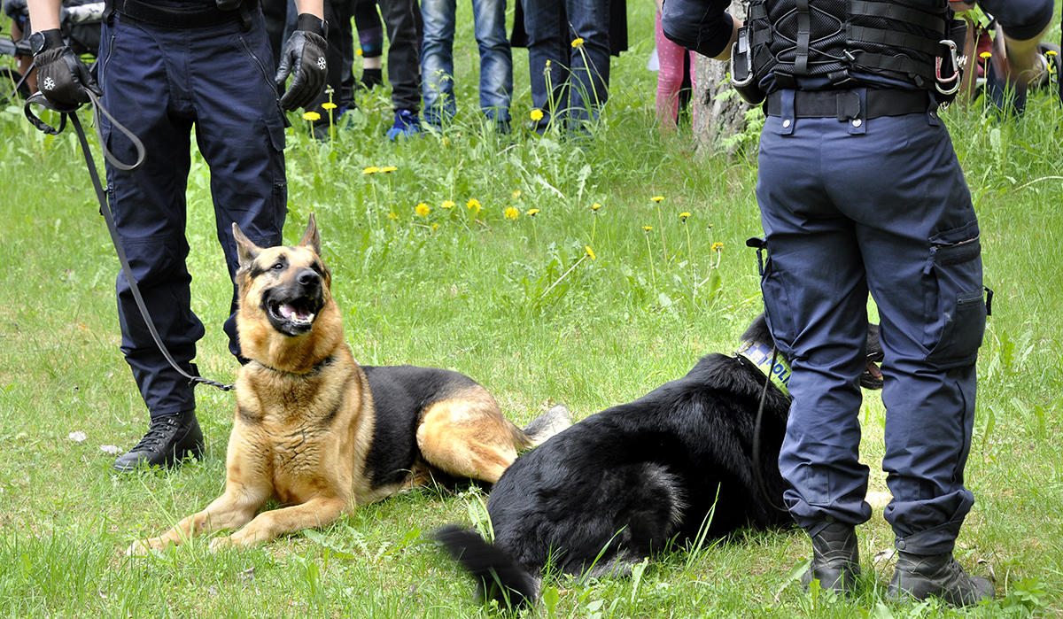 Två polishundar som ligger ner i gräs