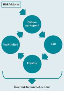 Figur över sjukdomsförloppet med osteosarkopeni