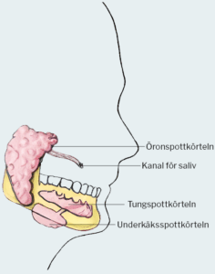 Illustration som pekar ut huvudets olika salivproducerande körtlar