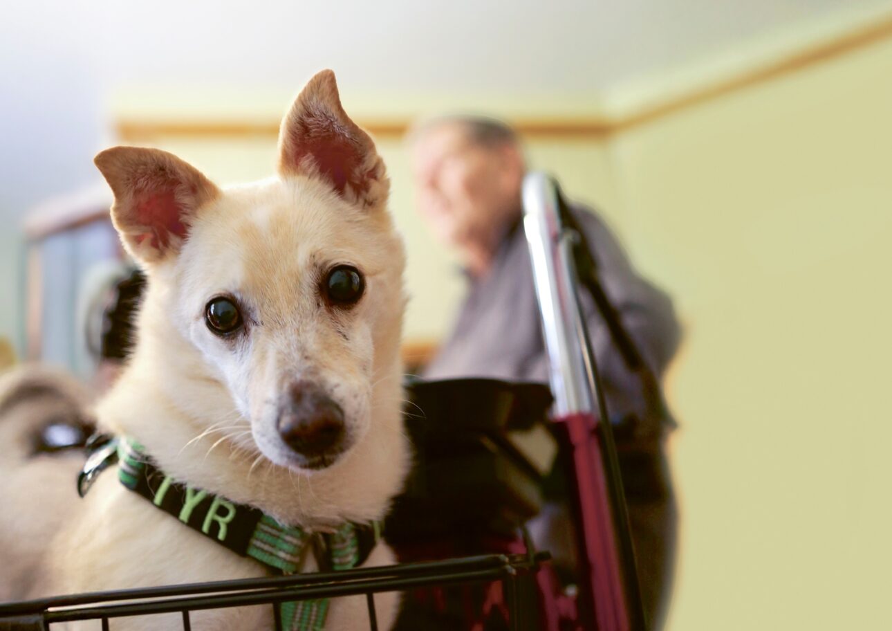 Hunden Råttan sitter i en rullatorkorg