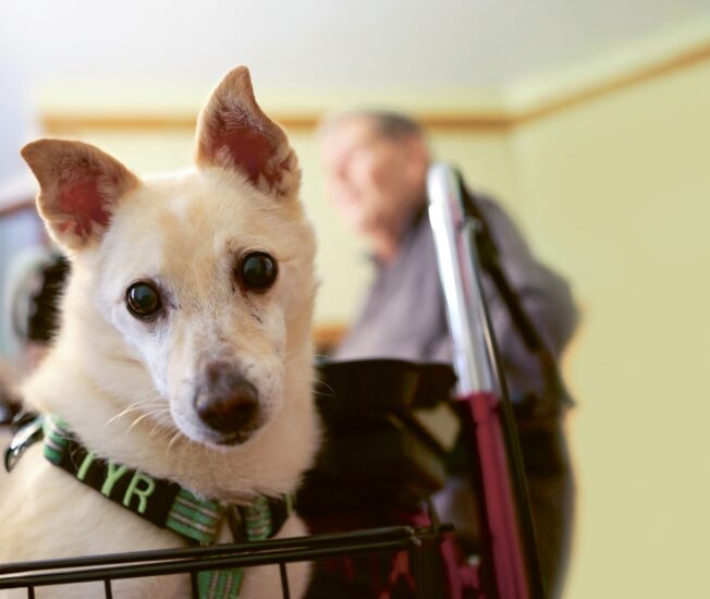 Hunden Råttan sitter i en rullatorkorg